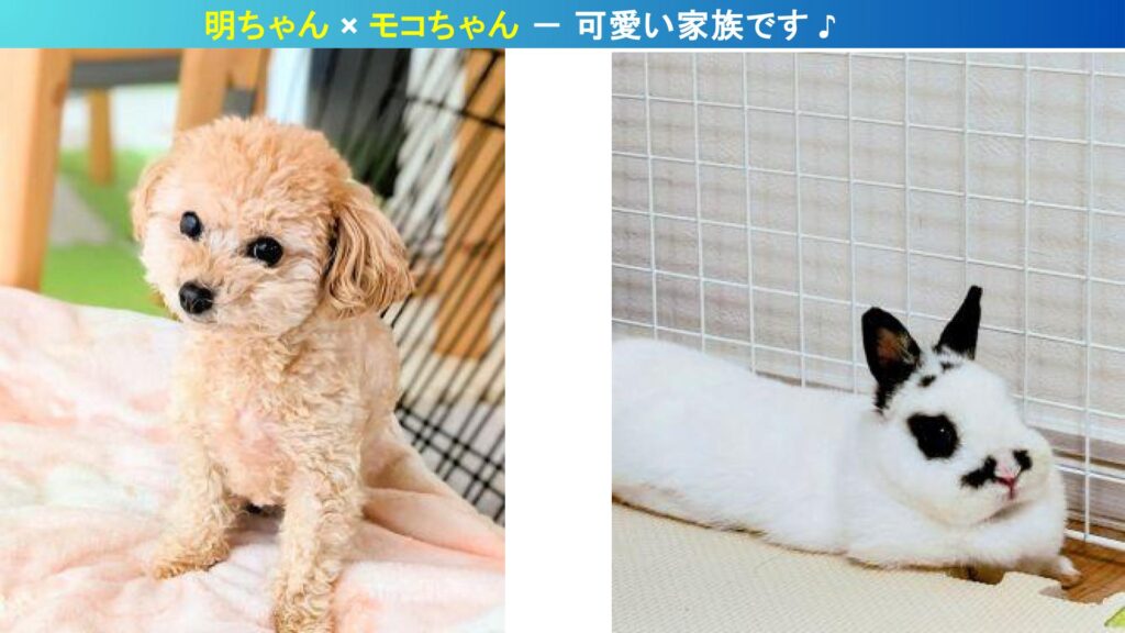 京都ツジケンジムの可愛い家族｜トイプードルの明ちゃんとウサギのモコちゃんの写真